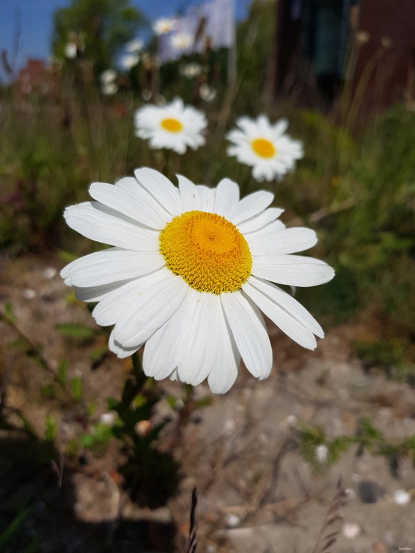 More Wild Flowers Of The Netherlands - 06-Flower_Oxeye-daisy_Marguerite-daisy-3.6Mb--2020-05-08 12.09.01
